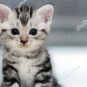 Image of kitten at the vets