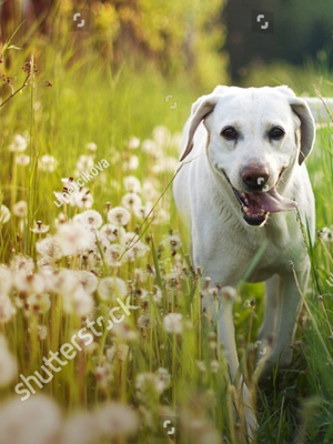 Image of labrador